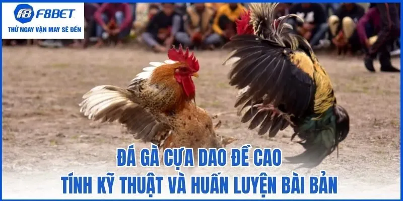 Đá gà cựa dao đề cao tính kỹ thuật và huấn luyện bài bản