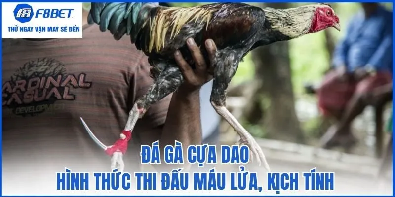 Đá gà cựa dao - Hình thức thi đấu máu lửa, kịch tính