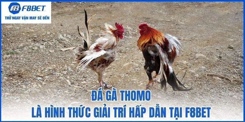 Đá gà Thomo là hình thức giải trí hấp dẫn tại F8bet