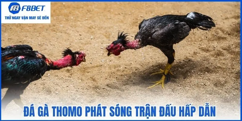 Đá gà Thomo phát sóng trận đấu hấp dẫn