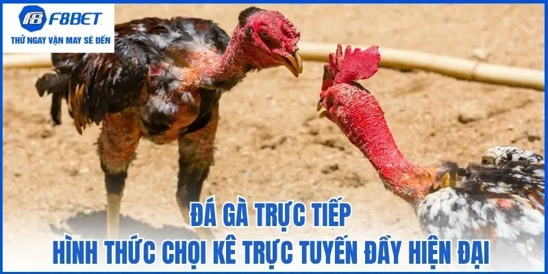 Đá gà trực tiếp - Hình thức chọi kê trực tuyến đầy hiện đại