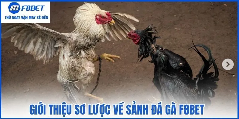 Giới thiệu sơ lược về sảnh đá gà F8bet