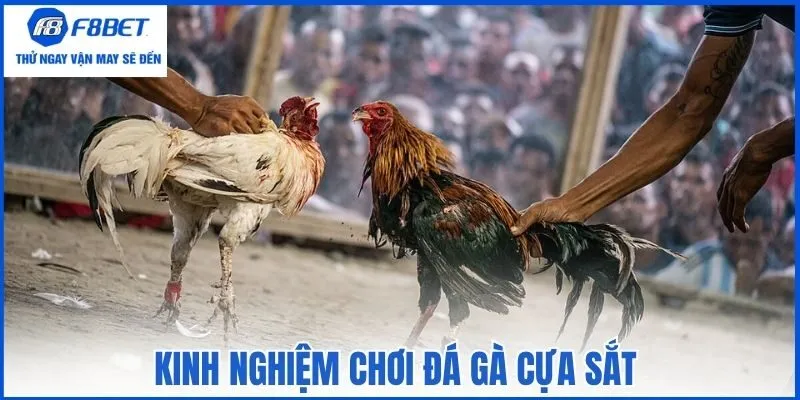 Kinh nghiệm chơi đá gà cựa sắt