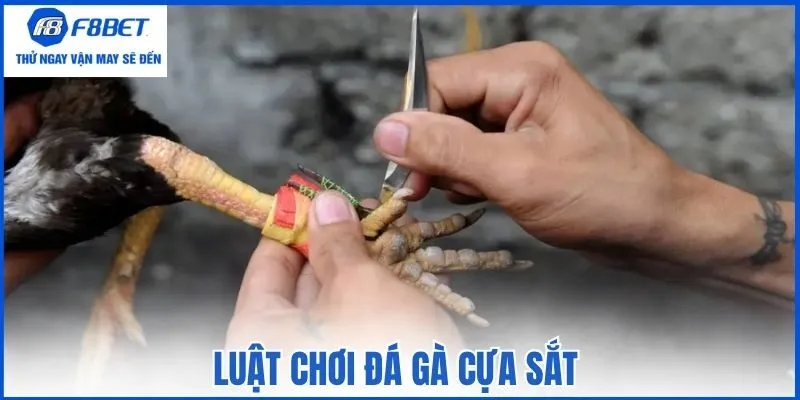 Luật chơi đá gà cựa sắt