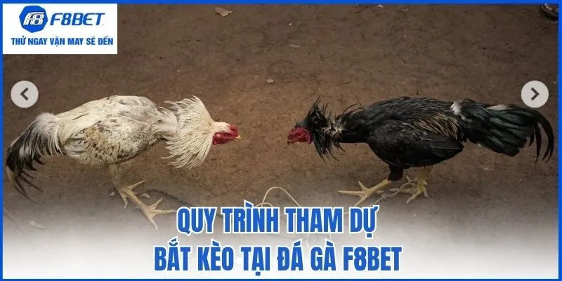 Quy trình tham dự bắt kèo tại đá gà F8bet