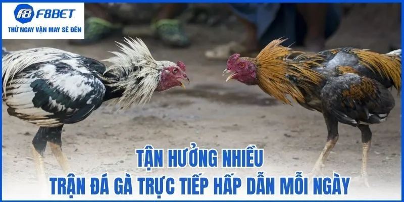 Tận hưởng nhiều trận đá gà trực tiếp hấp dẫn mỗi ngày