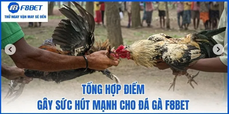 Tổng hợp điểm gây sức hút mạnh cho đá gà F8bet