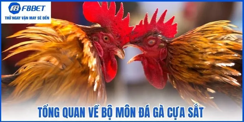 Tổng quan về bộ môn đá gà cựa sắt