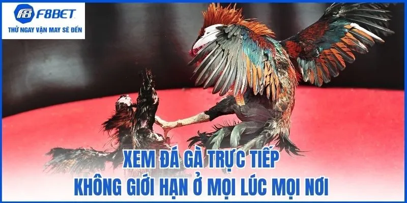 Xem đá gà trực tiếp không giới hạn ở mọi lúc mọi nơi